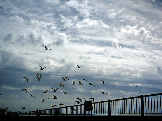 포토 JPG 해외이미지 주간 구름 해외풍경 실루엣 여러마리 조류 하늘 사람없음 야외 미국 비행 캘리포니아 철제난간 해외202004 해외포토 자연요소 동물 해외 다수 북아메리카 촬영기법 풍경 파일형식 이미지허브