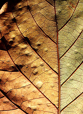 포토 JPG 해외이미지 나무 식물 계절 백그라운드 잎 꽃무늬 패턴 자연 추상 건조 골격 세포 사람없음 환경 정원 줄무늬 성장 가을 유기농 원예 질감 생물학 대각선 스트라이크 옛날 해외202004 해외포토 웰빙 교육 꽃 선 무늬 취미 생태계 파일형식 이미지허브