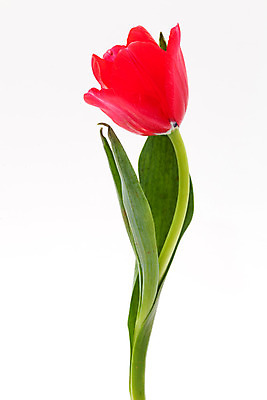 포토 JPG 해외이미지 식물 꽃잎 꽃 길 꽃다발 백그라운드 잎 꽃무늬 자연 발렌타인데이 선물 사랑 씨앗 사람없음 장식 빨간색 초록색 컬러풀 튤립 벚꽃 흰색 신선 원형 우아함 혼합 배열 묘사 싱글 질감 내추럴 고립 해외202004 해외포토 도형 감정 컬러 컨셉 무늬 데이이벤트 생태계 파일형식 이미지허브