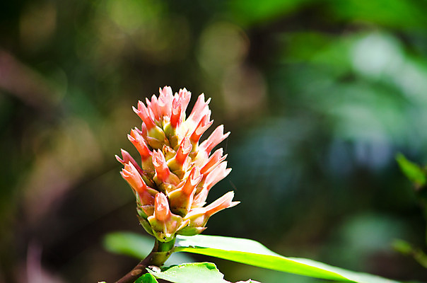 포토 JPG 해외이미지 식물 계절 꽃잎 꽃 분홍색 잎 꽃무늬 나선형 사람없음 빨간색 초록색 컬러풀 햇빛 정원 활발 큼 시원함 침엽수 생강 해외202004 해외포토 나무 컬러 컨셉 무늬 채소 태양 크기 파일형식 이미지허브