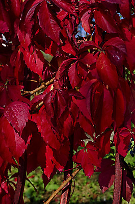 포토 JPG 해외이미지 나무 식물 유럽 바다 여행 백그라운드 단풍 낙엽 잎 자연 풍경 사람없음 야외 빨간색 초록색 빛 세트 노란색 검은색 활발 하이킹 가을 나뭇가지 신선 도시 생물학 내추럴 강렬 불가리아 웅장함 많음 해외202004 해외포토 계절 교육 나라 컬러 컨셉 레저 생태계 파일형식 남유럽 이미지허브