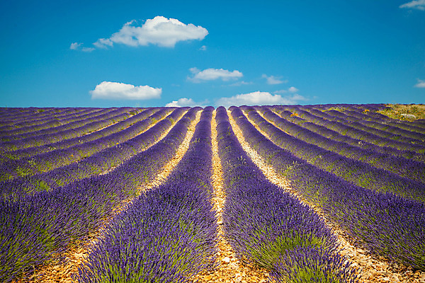 포토 JPG 해외이미지 식물 꽃 유럽 백그라운드 밭 농업 자연 하늘 풍경 사람없음 여름 컬러풀 보라색 프랑스 시골 제비꽃 향기 라벤더 내추럴 프로방스 해외202004 해외포토 계절 나라 산업 컬러 허브 생태계 냄새 파일형식 이미지허브