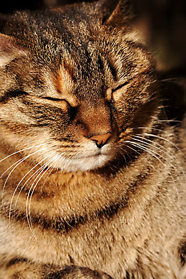 포토 JPG 해외이미지 동물 응시 야생동물 포즈 백그라운드 가정 자연 놀이 실내 따뜻함 사람없음 농작물 반려동물 머리 고양이 가축 줄무늬 우정 기다림 닫기 달콤 파편 가득함 묘사 만족 호기심 귀 장면 동물상 인내 흥미 해외202004 해외포토 시선 감정 컨셉 무늬 농업 포유류 모션 내부 신체부위 친구 조형물 맛 생태계 파일형식 이미지허브