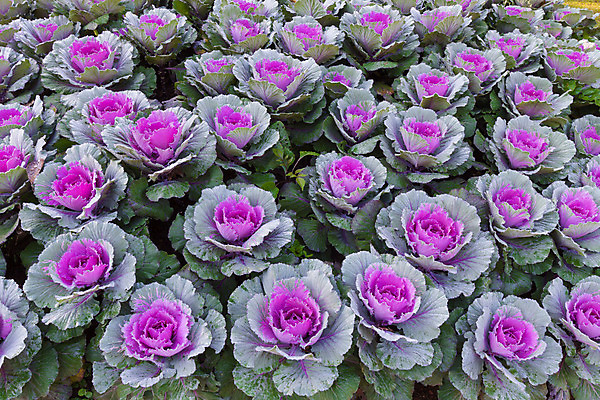 포토 JPG 해외이미지 나무 식물 계절 꽃 잎 겨울 패턴 채소 자연 아침 날씨 사람없음 야외 초록색 물 노란색 정원 보라색 얼음 봄 추위 벚꽃 흰색 신선 제비꽃 묘사 서리 내추럴 눈내림 해외202004 해외포토 주간 자연요소 컬러 무늬 눈_날씨 생태계 파일형식 이미지허브