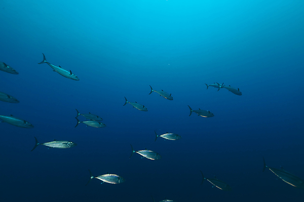 포토 JPG 해외이미지 식물 동물 바다 백그라운드 자연 표면 어류 풍경 사람없음 물 파란색 컬러풀 햇빛 태양 바닷속 수중 광선 산호 아래 다이빙 장면 깊이 소금물 이국적 침몰 파라다이스 해외202004 해외포토 자연요소 컬러 수영 수중동물 자포동물 방향 생태계 위치 수중스포츠 파일형식 이미지허브