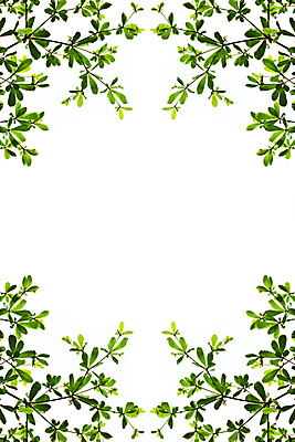 포토 JPG 해외이미지 나무 식물 공원 곤충 백그라운드 잎 자연 프레임 그림자 사람없음 야외 목재 초록색 태양 우주 정원 맑음 침묵 봄 성장 흰색 나뭇가지 신선 투명 숲 묘사 유기농 질감 내추럴 고립 디테일 해외202004 해외포토 자연요소 동물 웰빙 계절 공공시설 컬러 재료 날씨 소리 생태계 파일형식 이미지허브