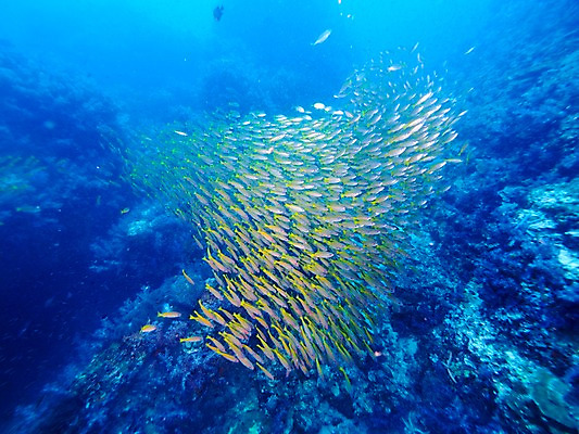 포토 JPG 바다 여러마리 자연 어류 사람없음 수중 국내포토 다수 수중동물 생태계 파일형식