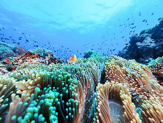 포토 JPG 바다 여러마리 자연 어류 사람없음 수중 말미잘 국내포토 다수 수중동물 자포동물 생태계 파일형식