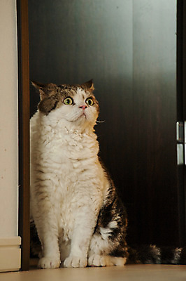 포토 JPG 한마리 실내 사람없음 반려동물 고양이 동물라이프 반려 국내포토 동물 1 라이프스타일 포유류 내부 파일형식