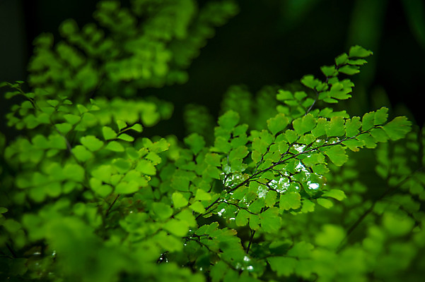 포토 JPG 주간 공원 자연 나뭇잎 사람없음 야외 아웃포커스 초록색 신주쿠 국내포토 자연요소 공공시설 컬러 잎 촬영기법 생태계 파일형식