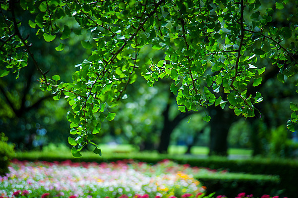 포토 JPG 주간 공원 자연 나뭇잎 사람없음 야외 아웃포커스 초록색 숲 은행잎 은행나무 신주쿠 국내포토 자연요소 나무 공공시설 컬러 잎 촬영기법 생태계 파일형식