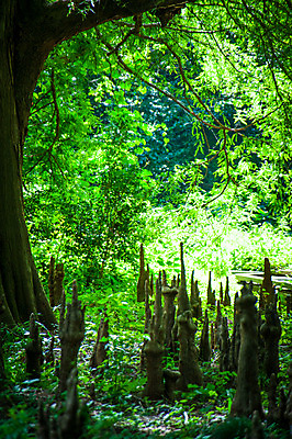 포토 JPG 주간 나무 공원 자연 풍경 사람없음 야외 초록색 일본 숲 신주쿠 국내포토 자연요소 식물 공공시설 아시아 컬러 생태계 파일형식