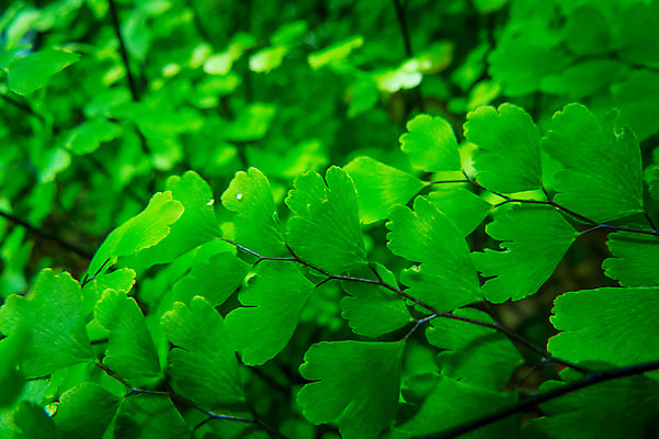포토 JPG 주간 공원 자연 나뭇잎 사람없음 야외 아웃포커스 초록색 신주쿠 국내포토 자연요소 공공시설 컬러 잎 촬영기법 생태계 파일형식