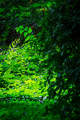 포토 JPG 주간 공원 자연 나뭇잎 사람없음 야외 초록색 숲 신주쿠 국내포토 자연요소 공공시설 컬러 잎 생태계 파일형식