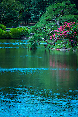 포토 JPG 주간 나무 공원 꽃 호수 자연 풍경 사람없음 야외 일본 신주쿠 국내포토 자연요소 식물 공공시설 아시아 생태계 파일형식