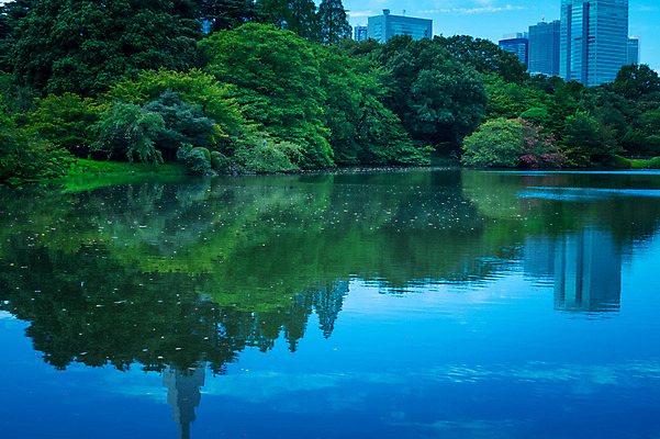 포토 JPG 주간 나무 공원 호수 자연 물그림자 풍경 빌딩 사람없음 야외 숲 신주쿠 국내포토 자연요소 식물 공공시설 그림자 건물 생태계 파일형식