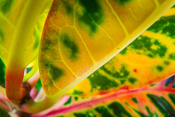 포토 JPG 백그라운드 자연 나뭇잎 근접촬영 사람없음 아웃포커스 잎맥 도치기 국내포토 뷰포인트 잎 촬영기법 일본 생태계 파일형식