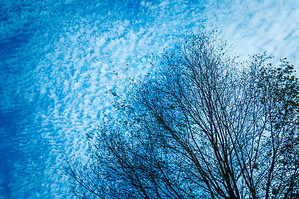 포토 JPG 주간 나무 구름 자연 하늘 풍경 사람없음 야외 일본 도치기 국내포토 자연요소 식물 아시아 생태계 파일형식