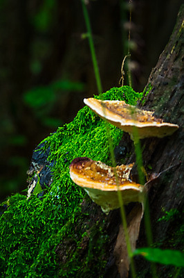포토 JPG 주간 나무 자연 이끼 사람없음 야외 아웃포커스 버섯 도치기 국내포토 자연요소 식물 촬영기법 일본 생태계 파일형식