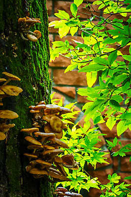 포토 JPG 주간 나무 자연 나뭇잎 사람없음 야외 일본 버섯 도치기 국내포토 자연요소 식물 아시아 잎 생태계 파일형식