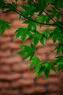 포토 JPG 주간 단풍 자연 사람없음 야외 아웃포커스 일본 나뭇가지 도치기 국내포토 자연요소 나무 아시아 잎 촬영기법 생태계 파일형식