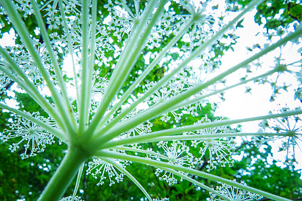 포토 JPG 주간 꽃 자연 근접촬영 사람없음 야외 아웃포커스 초록색 국내포토 자연요소 식물 뷰포인트 컬러 촬영기법 생태계 파일형식