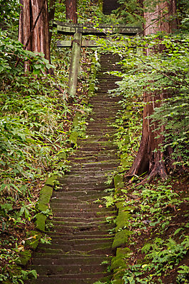 포토 JPG 주간 나무 사람없음 야외 계단 숲 일본전통 오르막 토리이 국내포토 자연요소 식물 전통 일본 신사_건축물 파일형식
