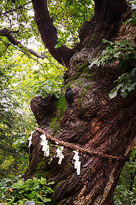 포토 JPG 주간 나무 종이 밧줄 사람없음 야외 일본 기도 숲 일본전통 소원 오미쿠지 국내포토 자연요소 식물 전통 아시아 줄 파일형식