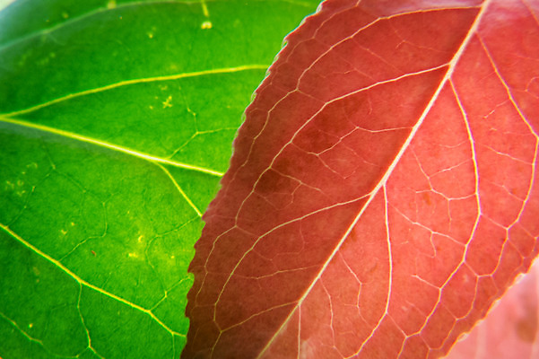 포토 JPG 주간 백그라운드 잎 자연 나뭇잎 근접촬영 사람없음 야외 일본 잎맥 도치기 국내포토 자연요소 식물 아시아 뷰포인트 생태계 파일형식
