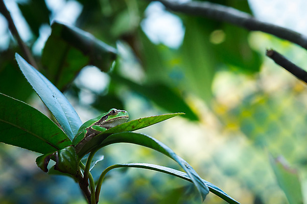 포토 JPG 주간 한마리 자연 나뭇잎 사람없음 야외 아웃포커스 청개구리 국내포토 자연요소 1 잎 촬영기법 개구리 생태계 파일형식