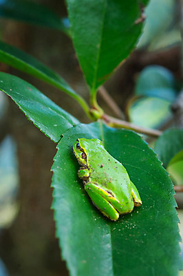 포토 JPG 주간 한마리 자연 나뭇잎 사람없음 야외 아웃포커스 청개구리 국내포토 자연요소 1 잎 촬영기법 개구리 생태계 파일형식