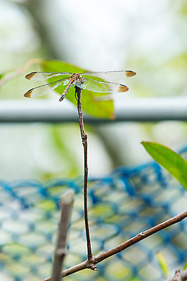 포토 JPG 주간 한마리 자연 사람없음 야외 아웃포커스 울타리 나뭇가지 고추잠자리 국내포토 자연요소 나무 1 촬영기법 담장 잠자리 생태계 파일형식