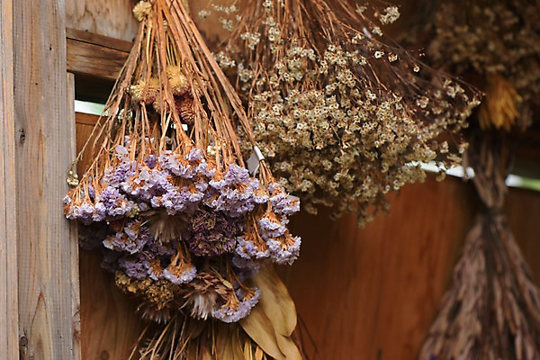 포토 JPG 건조 사람없음 아웃포커스 오브젝트 드라이플라워 걸림 국내포토 꽃 모션 촬영기법 파일형식