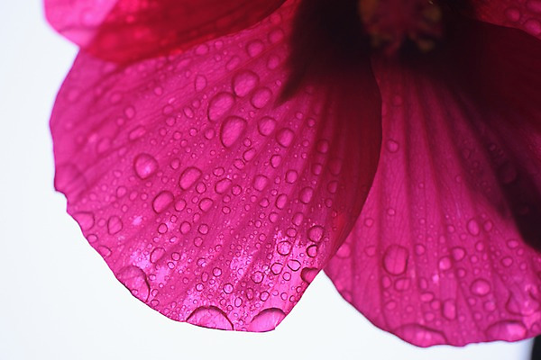 포토 JPG 꽃잎 꽃 분홍색 백그라운드 자연 근접촬영 사람없음 아웃포커스 물방울 국내포토 식물 뷰포인트 컬러 촬영기법 생태계 파일형식