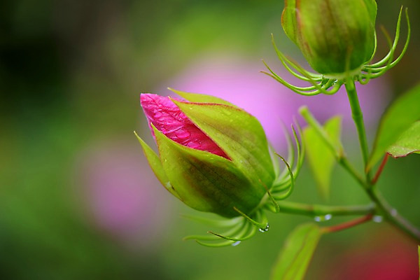 포토 JPG 주간 꽃 분홍색 자연 근접촬영 사람없음 야외 아웃포커스 물방울 국내포토 자연요소 식물 뷰포인트 컬러 촬영기법 생태계 파일형식