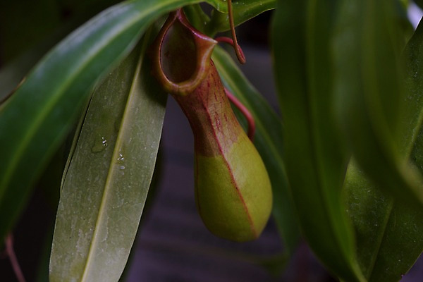 포토 JPG 주간 잎 자연 근접촬영 사람없음 야외 아웃포커스 벌레잡이식물 식충식물 국내포토 자연요소 식물 뷰포인트 촬영기법 생태계 파일형식