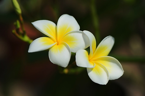 포토 JPG 주간 꽃 자연 근접촬영 사람없음 야외 아웃포커스 노란색 흰색 두송이 프랜지파니 국내포토 자연요소 식물 뷰포인트 컬러 2 촬영기법 생태계 파일형식