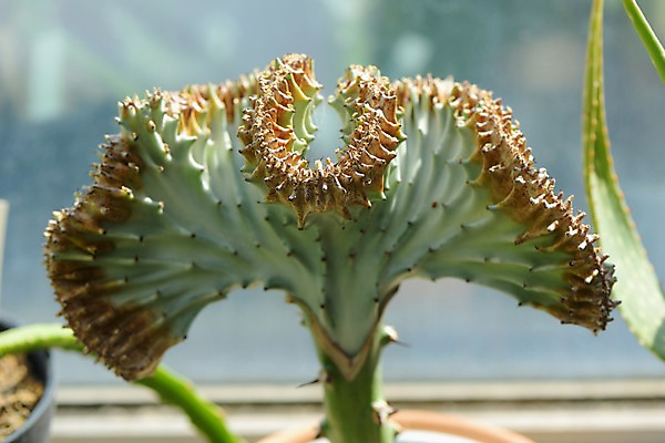 포토 JPG 주간 화분 자연 선인장 근접촬영 사람없음 야외 아웃포커스 원예 다육식물 국내포토 자연요소 식물 뷰포인트 촬영기법 취미 생태계 파일형식