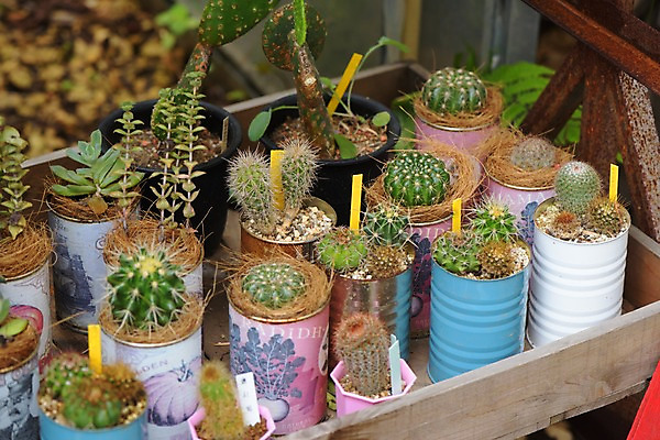 포토 JPG 화분 자연 선인장 사람없음 원예 다육식물 국내포토 식물 취미 생태계 파일형식