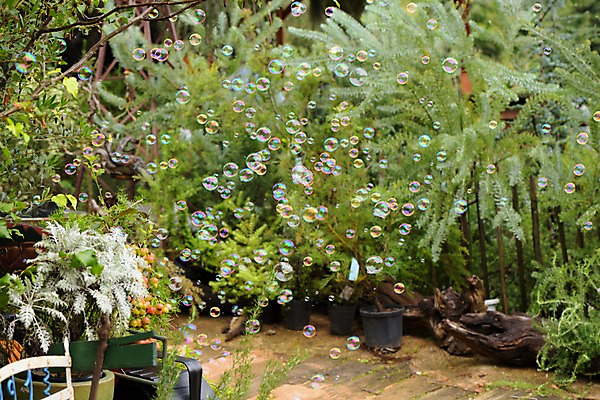 포토 JPG 주간 화분 자연 사람없음 야외 아웃포커스 비눗방울 원예 식물원 국내포토 자연요소 촬영기법 취미 생태계 파일형식