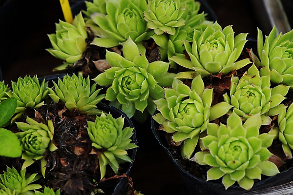 포토 JPG 주간 화분 자연 근접촬영 사람없음 야외 초록색 다육식물 국내포토 자연요소 식물 뷰포인트 컬러 생태계 파일형식