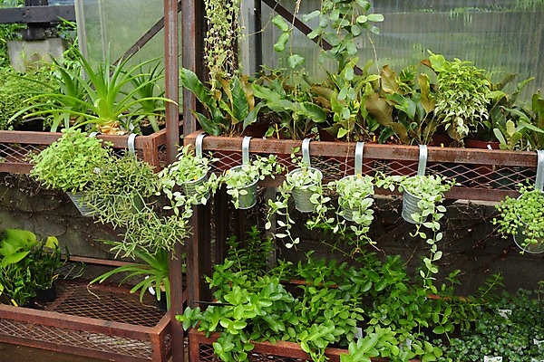 포토 JPG 주간 화분 사람없음 야외 전시 꽃집 국내포토 자연요소 상점 파일형식