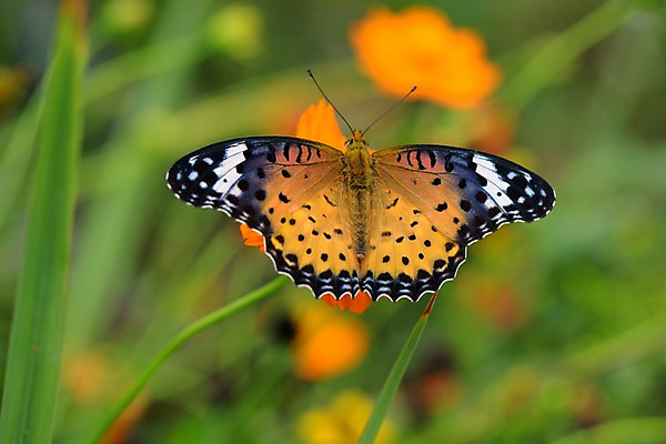 포토 JPG 주간 한마리 꽃 나비 자연 근접촬영 사람없음 야외 아웃포커스 국내포토 자연요소 식물 1 뷰포인트 곤충 촬영기법 생태계 파일형식
