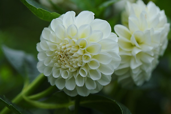 포토 JPG 주간 꽃 잎 자연 근접촬영 사람없음 야외 아웃포커스 흰색 두송이 국내포토 자연요소 식물 뷰포인트 컬러 2 촬영기법 생태계 파일형식