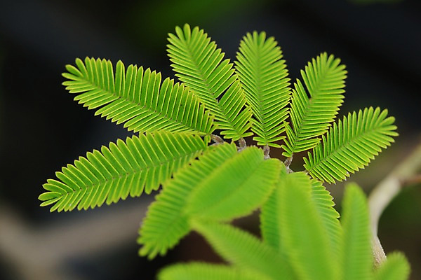 포토 JPG 주간 잎 자연 근접촬영 사람없음 야외 아웃포커스 초록색 국내포토 자연요소 식물 뷰포인트 컬러 촬영기법 생태계 파일형식