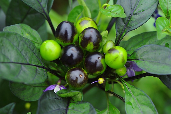 포토 JPG 주간 열매 꽃 잎 자연 근접촬영 사람없음 야외 아웃포커스 국내포토 자연요소 식물 뷰포인트 촬영기법 생태계 파일형식