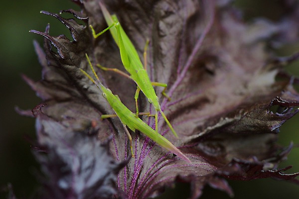 포토 JPG 주간 잎 두마리 자연 근접촬영 사람없음 야외 아웃포커스 메뚜기 국내포토 자연요소 식물 뷰포인트 곤충 2 촬영기법 생태계 파일형식