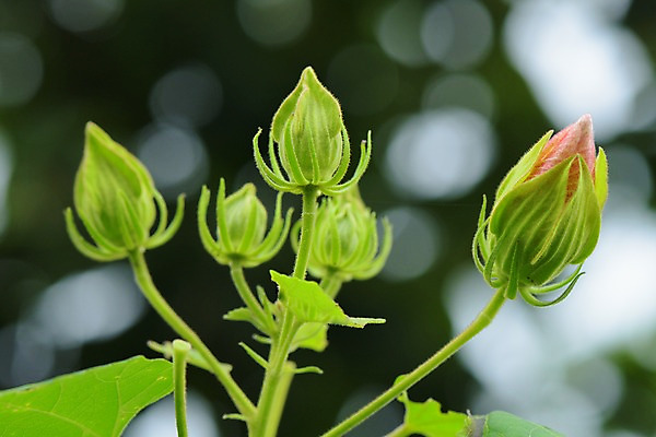 포토 JPG 주간 꽃 자연 근접촬영 사람없음 야외 아웃포커스 국내포토 자연요소 식물 뷰포인트 촬영기법 생태계 파일형식