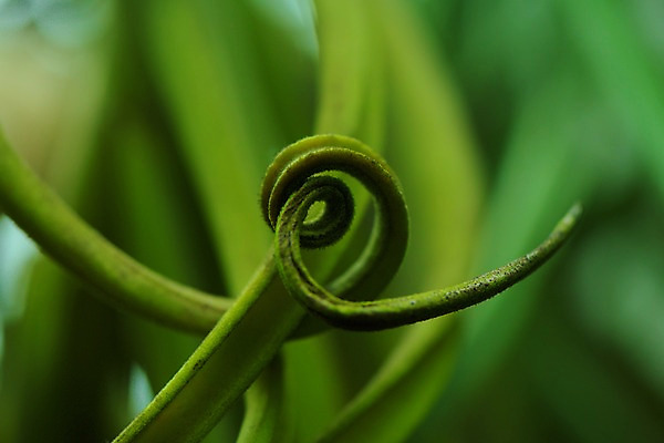 포토 JPG 주간 줄기 자연 근접촬영 사람없음 야외 아웃포커스 초록색 말린_둥글게 국내포토 자연요소 식물 뷰포인트 컬러 컨셉 촬영기법 생태계 파일형식