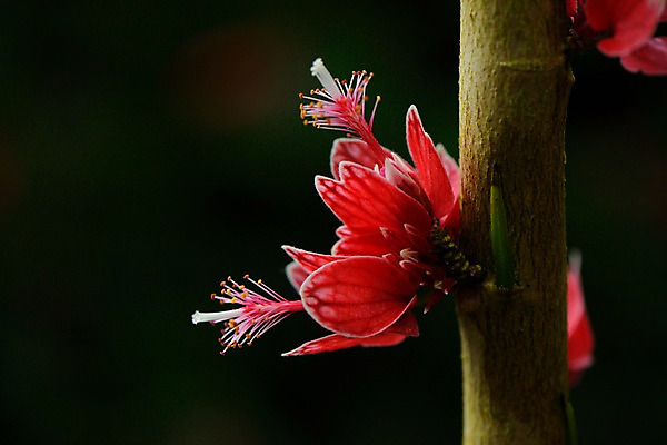 포토 JPG 주간 꽃 자연 근접촬영 사람없음 야외 아웃포커스 빨간색 나뭇가지 꽃술_꽃 국내포토 자연요소 나무 식물 뷰포인트 컬러 촬영기법 생태계 파일형식
